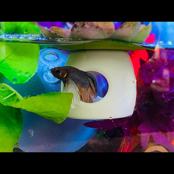 Betta Fish Floating (peek a boo) hideout - Picture 4 of 9